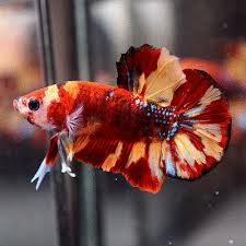 Live Betta Fish Colorful Fancy Nemo Koi Halfmoon Plakat Hmpk Male 53 Betta Fish Tank Betta Pet Fish