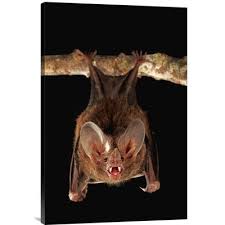 East Urban Home Fringe Lipped Bat Roosting And Calling Smithsonian Tropical Research Station Barro Colorado Island Panama Photographic Print Wayfair In 2020 Bat Animal Bat Species Cute Bat