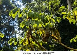 Image result for Cecropia pachystachya