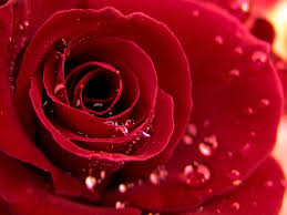 Maybe you would like to learn more about one of these? Red Rose Wallpapers Free Download Group 70