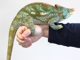 The Largest Chameleons