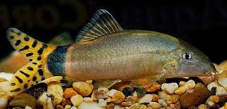 Image result for Kotschya ochreata