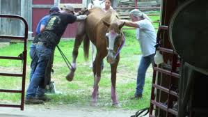 Roanoke Valley Horse Rescue seeing an increase in demand as prices rise