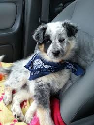 Black Australian Cattle Dog Blue Heeler Mix Australian Shepherd Cattle Dog Mix Blue Heeler Cute Dog Mixes Australian Shepherd Blue Heeler Cute Animals