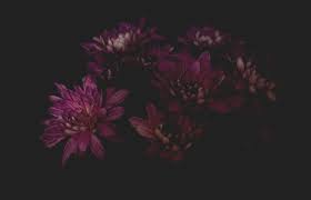 We did not find results for: How To Shoot Moody Flower Photography Dark Photography Tips