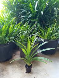 Image result for Pandanus