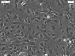 Images of Cell Line:Mero-48a