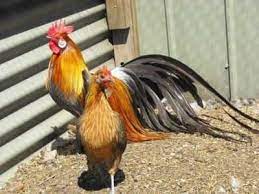Galinhas De Phoenix Farmer