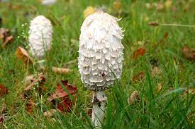 Maybe you would like to learn more about one of these? Foraging Shaggy Mane Mushrooms