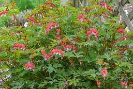 Learn where you can find bleeding heart plants for sale, plus get care, planting, and growing instructions for your bleeding heart plants. Dicentra Spectabilis Valentine Bleeding Heart