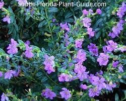 Spring flowers for south florida flowers trees shrubs on the golf trumpet trees gardening solutions peltophorum tree 10 perfect florida perennials garden cia treestabebuia treeplant identification closed tree with yellow flowers and insectpeltophorum treechristmas cia causes confusion. Flowering Perennials For South Florida