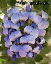 Excessive moisture in poorly drained soil can kill them but drought usually cannot. Sophora Secundiflora Texas Mountain Laurel Toptropicals Com