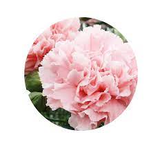 So, gifting flowers on birthdays just. Birth Month Flowers And Their Meanings Flowers By Matthew