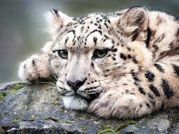 Snow leopards are large wild cats native to the mountainous ranges of south and central asia. For The Ghosts Of The Mountain