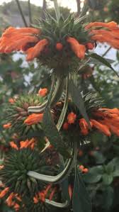 Image result for Leonotis decadonta