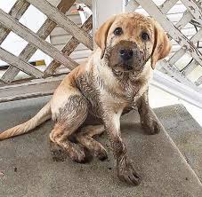 Comment Bien Eduquer Son Chiot Pas A Pas Mois Par Mois Vous Souhaitez Bien Dresser Votre Berger Allem Labrador Retriever Dog Retriever Dog Labrador Retriever