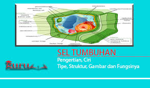 Semua sel hewan memiliki persamaan dalam cara saling bertukar materi dengan lingkungannya. Sel Tumbuhan Pengertian Ciri Tipe Struktur Gambar Dan Fungsinya