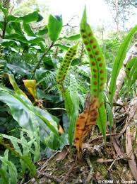 Image result for Lepisorus excavatus