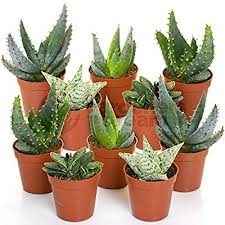 Interesting facts about plants through tell me why. Aloe Vera Mix 10 Plants House Office Live Indoor Pot Plant Ideal Gift Amazon Co Uk Garden Outdoors Aloe Vera Plant Plants House Plants
