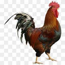 The iris is france's national flower, and a stylized version of the flower is used for the country's insignia and national emblem. Roostertesting Testing Pinterest Post France National Animal Gallic Rooster Hd Png Download 1410x1362 2896396 Pngfind