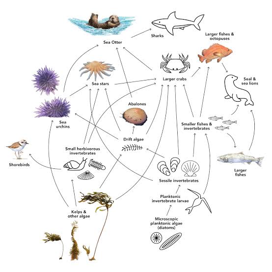 Trophic Cascade in Kelp Forest Ecosystems, AI generated