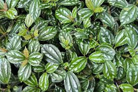 Image result for Pilea cadierei