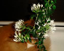 Image result for Pavetta sp. A