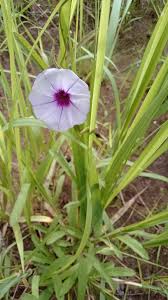 Image result for Ipomoea shirambensis