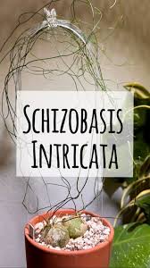Image result for Schizobasis intricata