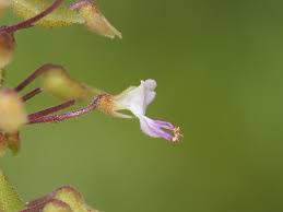 Image result for Coleus gracilipedicellatum