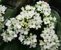 Maybe you would like to learn more about one of these? Flaming Katy Kalanchoe Blossfeldiana Guide Our House Plants