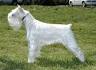 Giant Schnauzers for Sale | Dogs on Oodle Classifieds