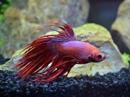 How to start a fish tank. How To Start A Betta Fish Tank Ultimatebettas