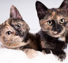 We did not find results for: Apa Yang Anda Perlu Tahu Mengenai Kucing Tortoiseshell Cat Tortoiseshell Cats Tortoise Shell Cat