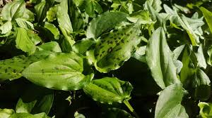 Image result for Lobelia petiolata