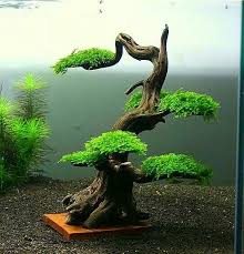 Seen At Miniscaping Com Bonsai Tree Care Indoor Bonsai Tree Bonsai Tree
