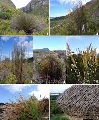 Image result for Restionaceae