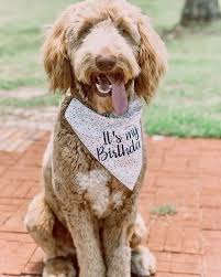 Celebrate your pup's big day in this reversible dog bandana! Its My Birthday Dog Bandana Pasteurinstituteindia Com