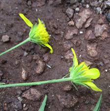 Image result for Calostephane divaricata