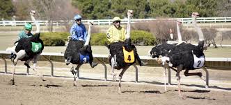 Massive Crowd Fills Fonner Park To See Camels And Ostriches