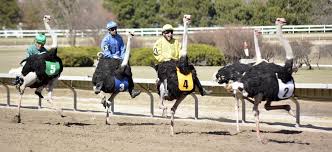 Massive Crowd Fills Fonner Park To See Camels And Ostriches