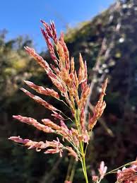 Image result for Sorghum halepense