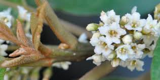 Image result for Maesa lanceolata