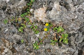 Image result for Psammotropha