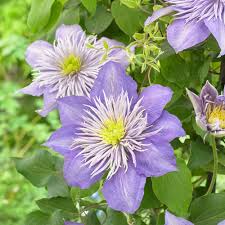 We did not find results for: Clematis Crystal Fountain Regal White Flower Farm