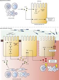 atg16l1 orchestrates interleukin 22 signaling in the