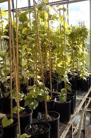 Image result for Dioscorea hirtiflora