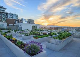 In this photo, a chef at a vancouver hotel harvests apples growing on the roof. Carrot City Apartment Building Roof Gardens