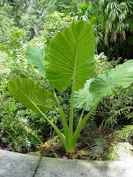 Alocasia amazonica is a hybrid variety and almost looks the same as this plant. Lg Giant Tropic Elephant Ear Plant Alocasia Macrorrhiza Urban Tropicals