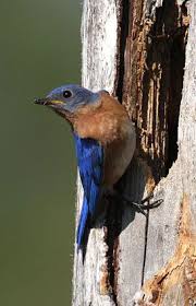 Blue Birds Of Central Oregon Will Always Remind Me Of Daddy Blue Bird Eastern Bluebird Beautiful Birds